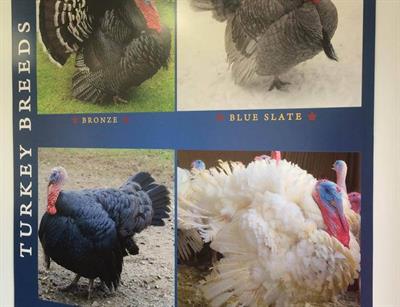 Turkey Breeds signage Photo