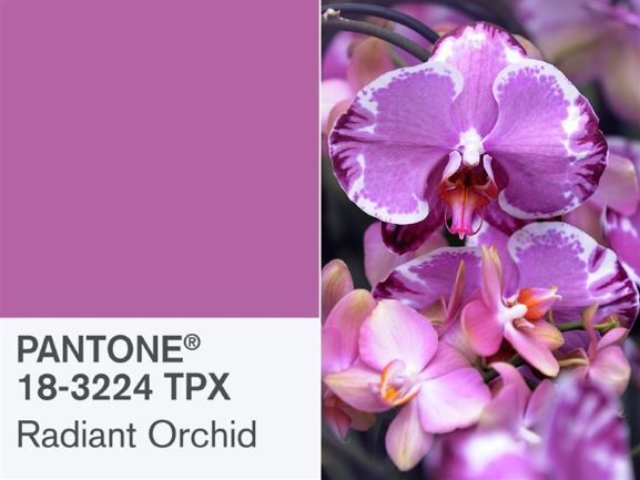 Pantone Color Radiant Orchid