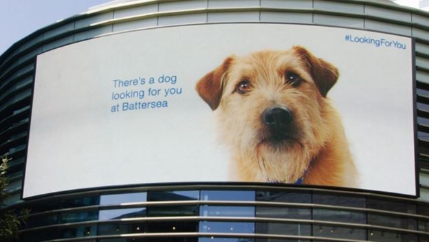 Battersea Dogs and Cats Home has an electronic display calling for adoptions of their dogs
