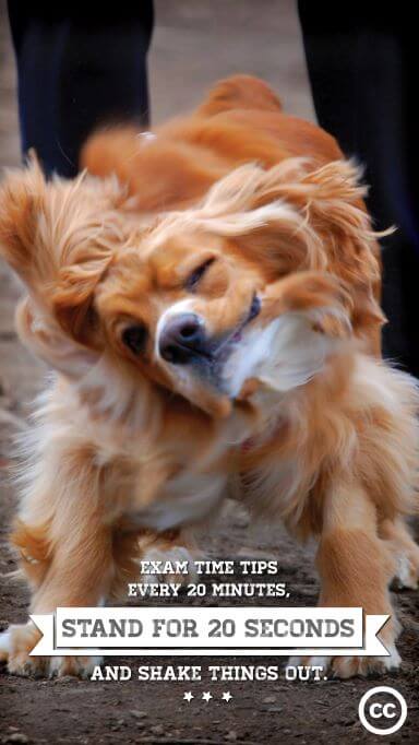 Dog shacking its body with text over image "Exam time tips, every 20 minutes, stand for 20 seconds and shake things out."