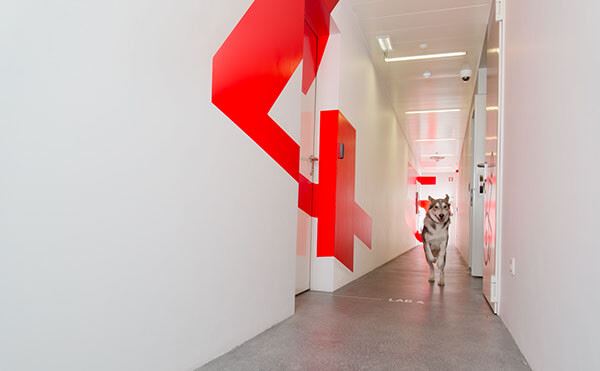 Hallway with large number 4 printed on the wall and dog running down hallway