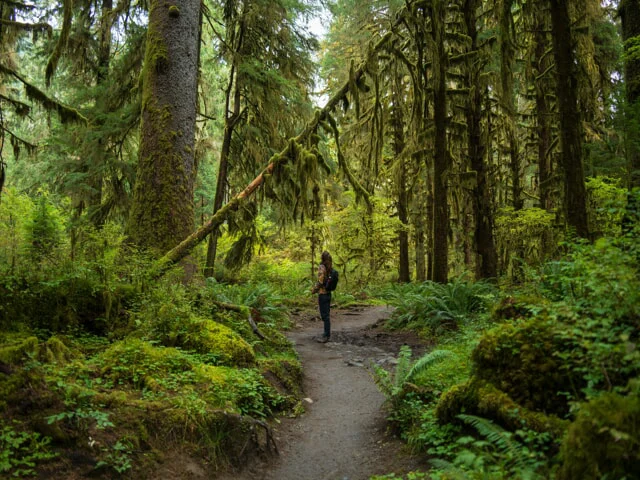 person on a trail in the woods