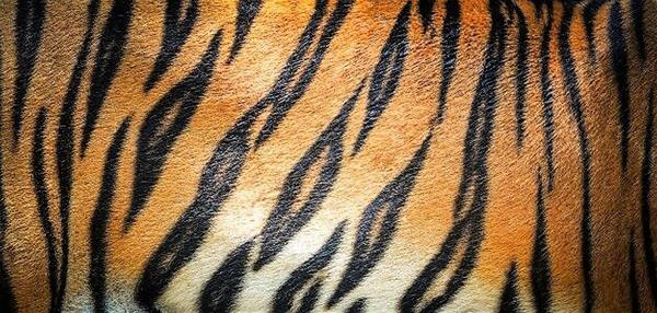 tiger stripes