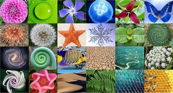 examples of patterns in nature