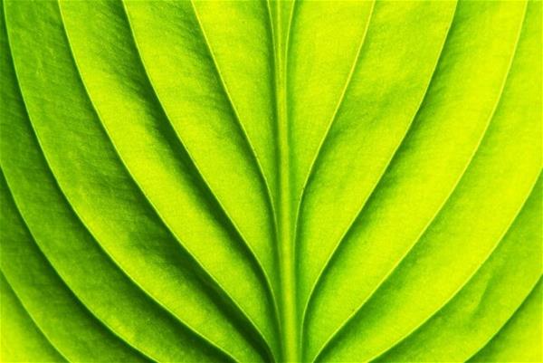 a leaf has a symmetrical pattern