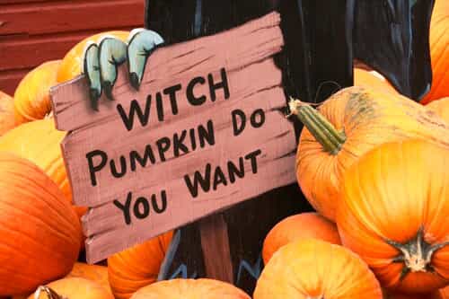 a pumpkin patch sign with a pun written on it